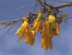 Kowhai